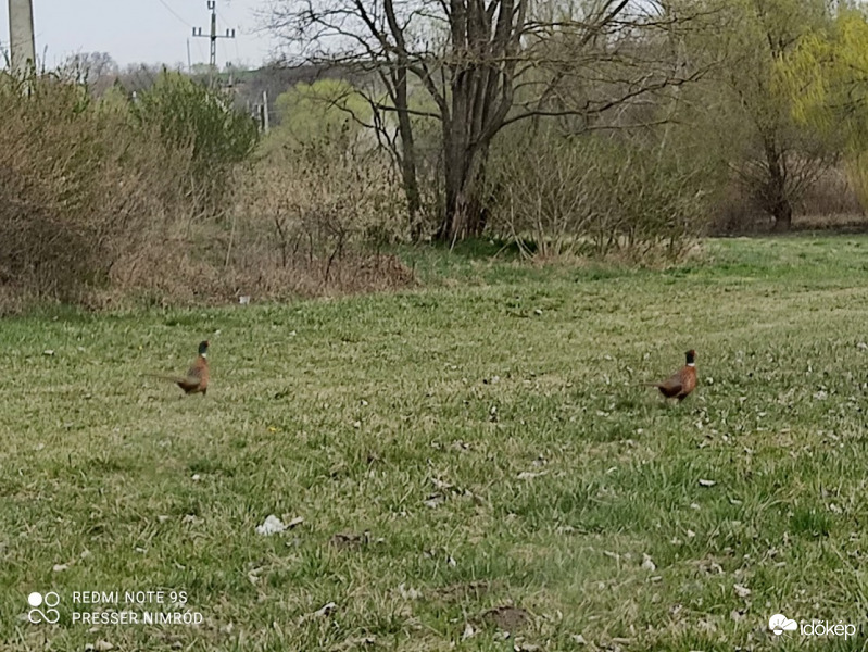 Na, de merre menjünk?  :D