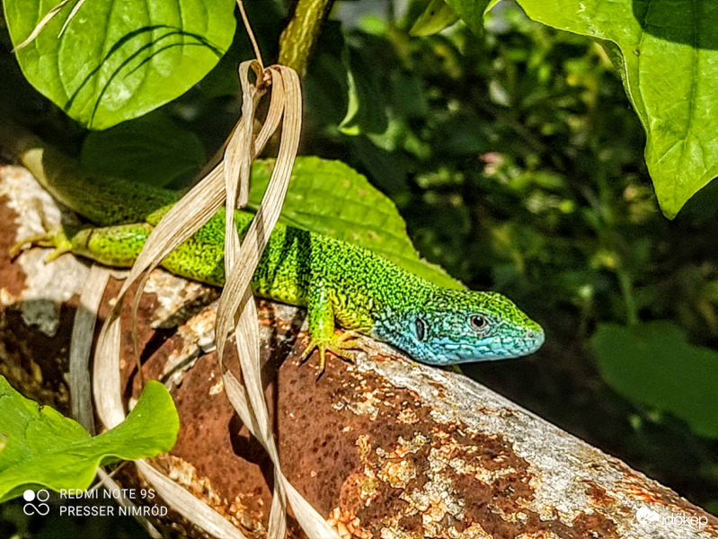 Ma ismét napozott :)