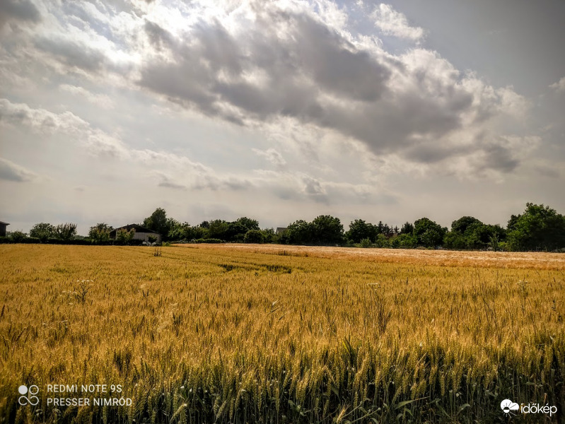 Csodálatos látványt nyújt a búzamező a délutáni napsütésben :)