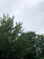 Badacsonytomaj