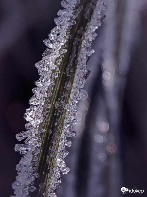 Jégkristályok fűszálon
