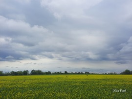 Még így is gyönyörűen fest a repcemező... 1