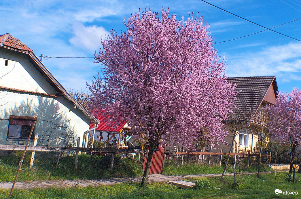 Vérszilvafa az utcában