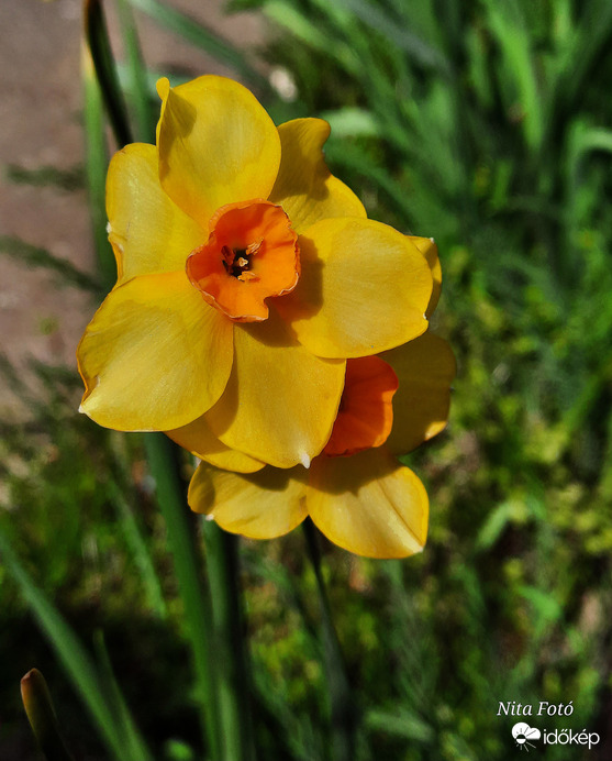 Nárcisz 1