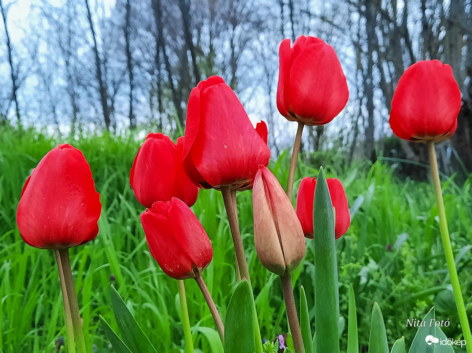 Piros Tulipánok