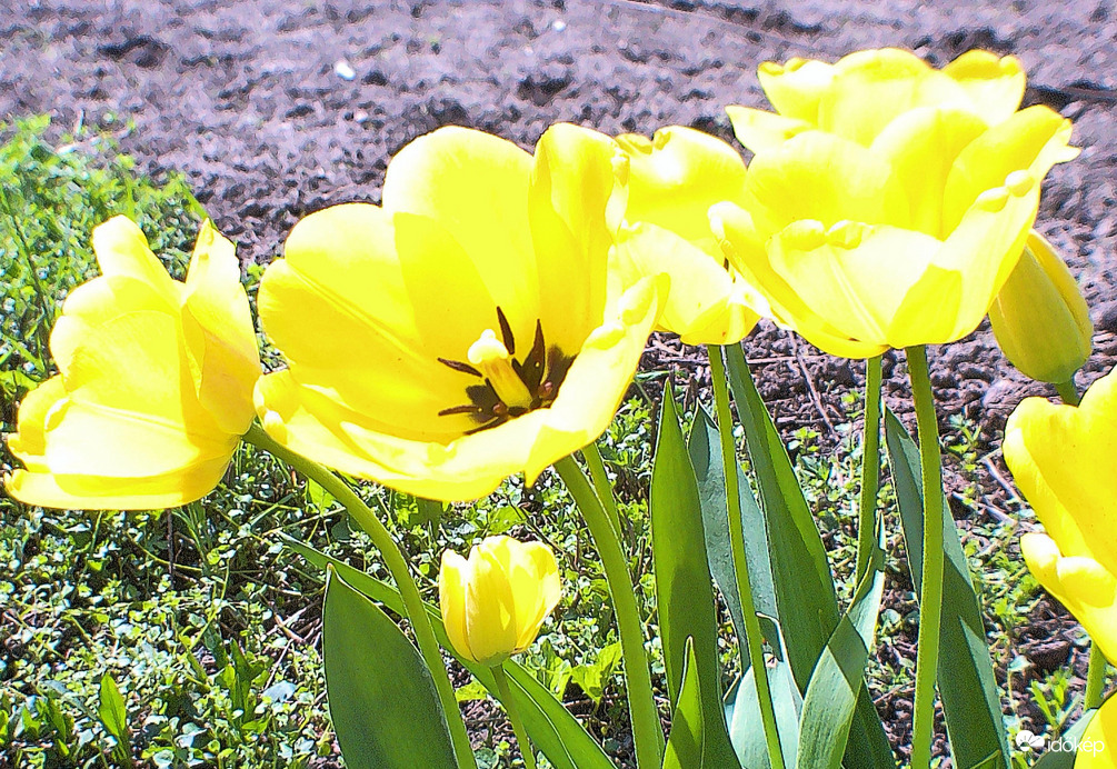 Tulipánok 1