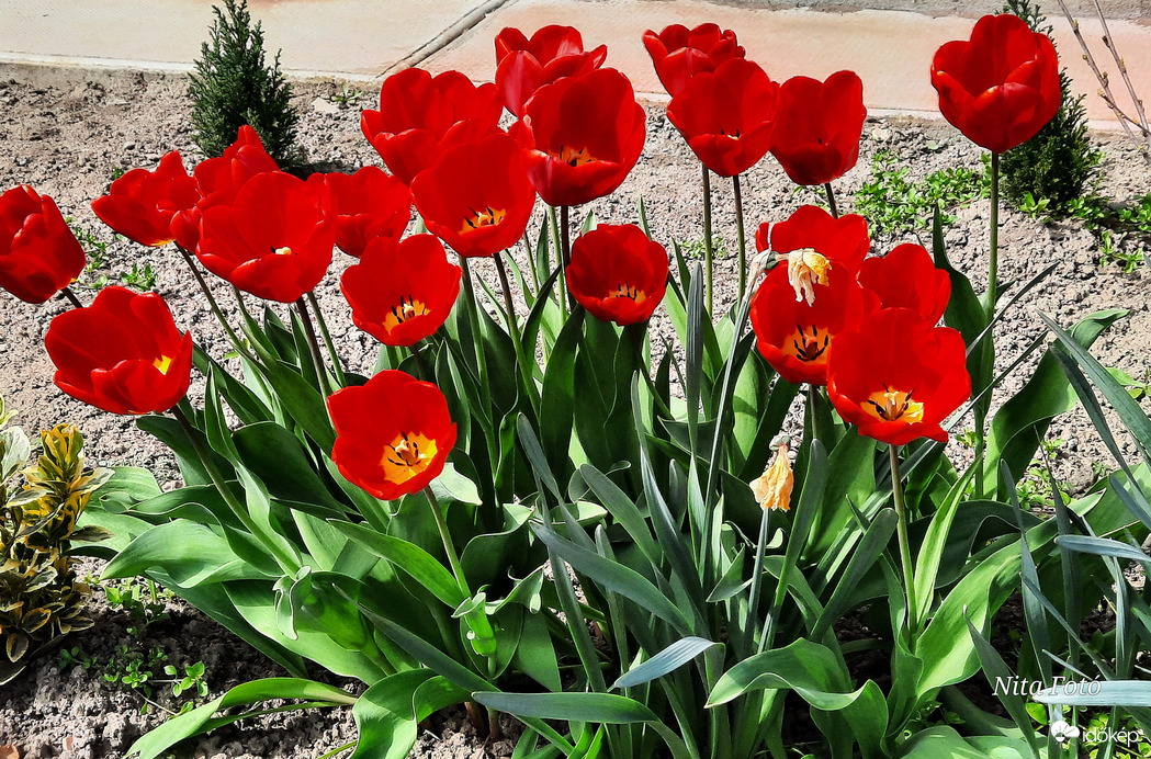 Tulipánok a kertben 2