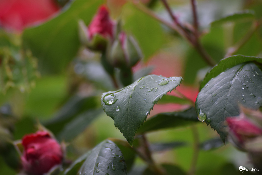 Eső után Dévaványán 4