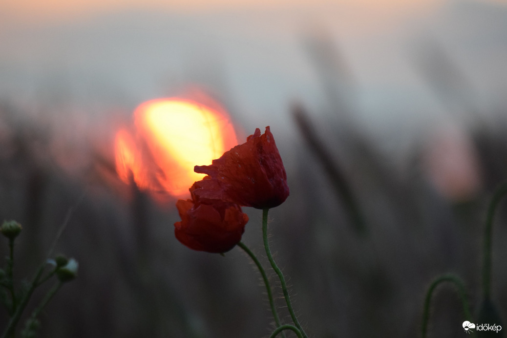Lemenő nap & pipacs 2