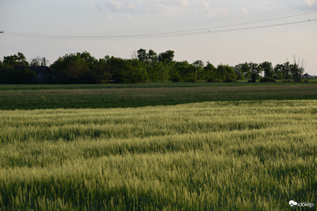 Kalász mező 2