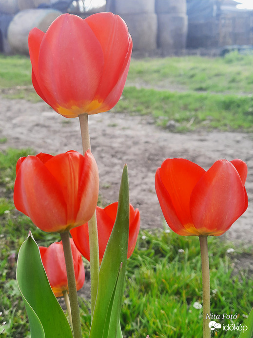 Tulipánok a kertben 4