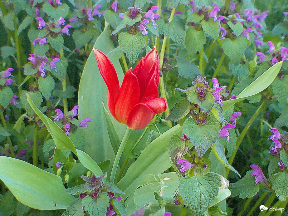 Tulipán 1
