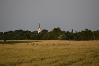 Aranyló kalászok 1