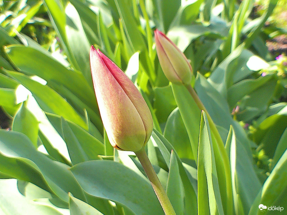 Tulipánok 4