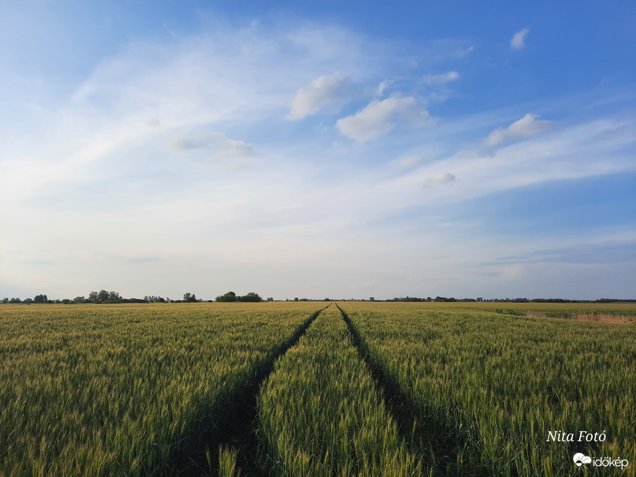 Út a végtelenségbe, a kalászmezőkön át...  1 (Samsung Galaxy A51)