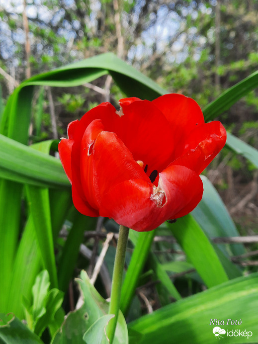 Tulipán a határban 
