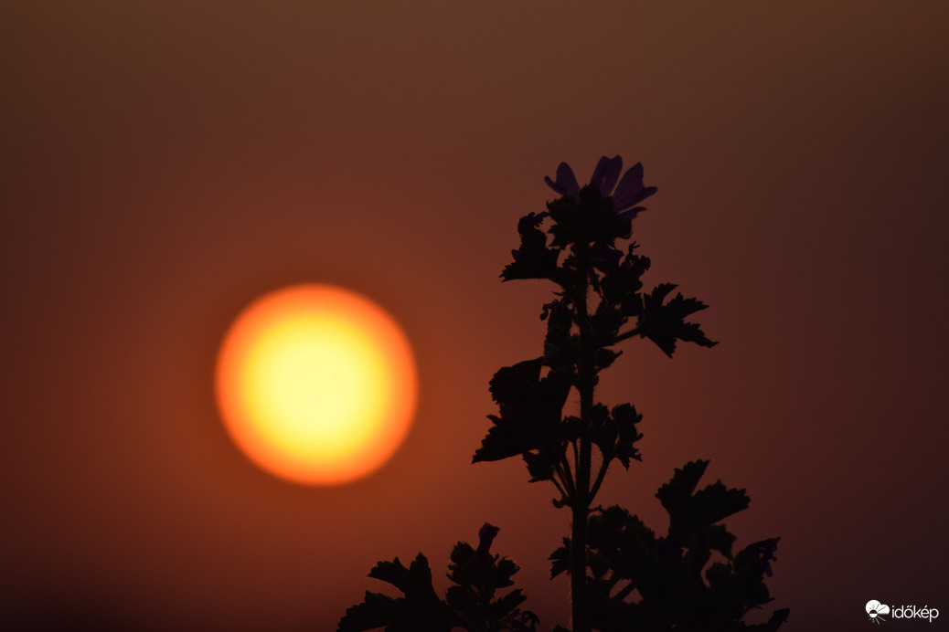 Lemenő nap & virágok 1