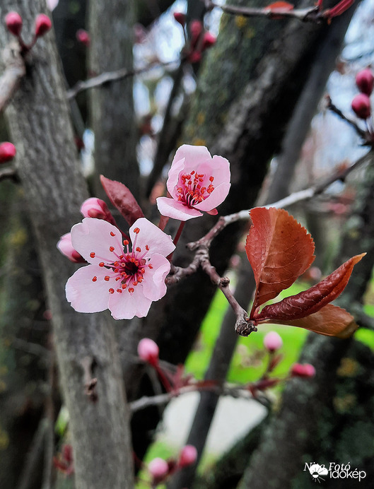 Vérszilvafa virágja (Dévaványai park) 3