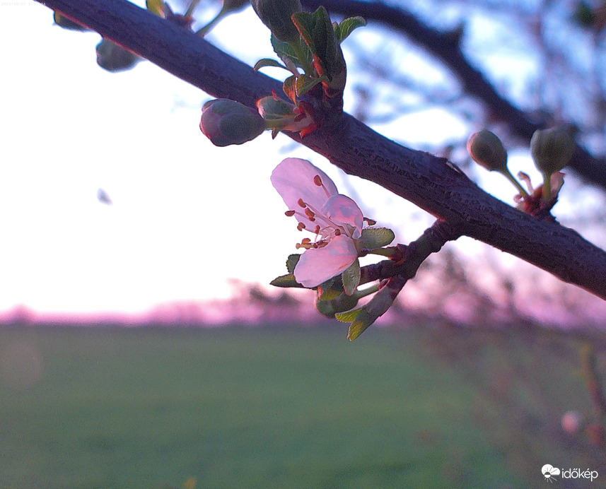 Barackfa virága a naplementében 1
