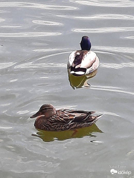 Tőkés réce: hím & tojó