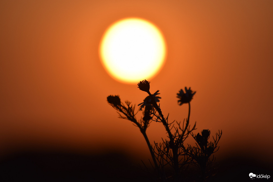 Lemenő nap & virágok 1