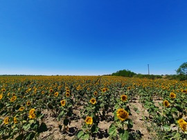 Napraforgó mező Dévaványán