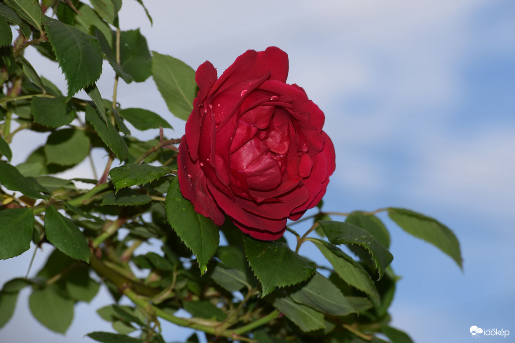 Eső után Dévaványán 1