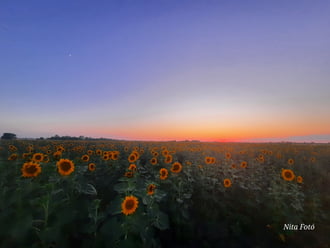 Napraforgó mező a naplementében