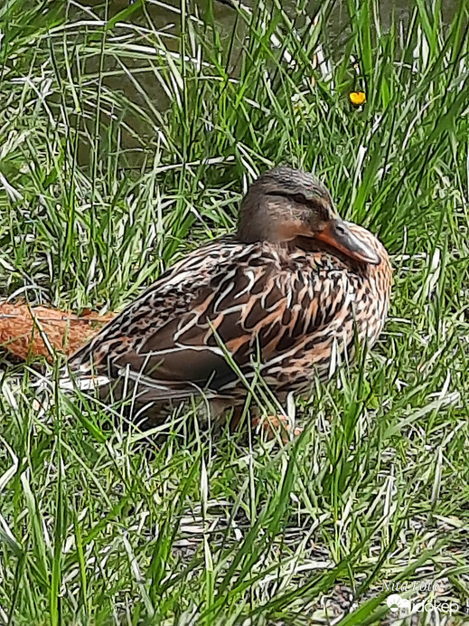 Tőkés réce, tojó 