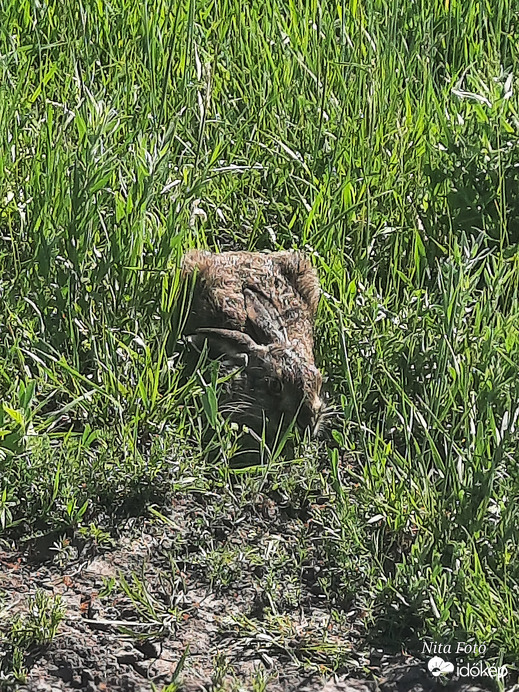 Pici nyuszi lapul a fűben, Dévaványa határában, a Nemzeti Park közelében 1