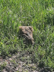 Pici nyuszi lapul a fűben, Dévaványa határában, a Nemzeti Park közelében 1