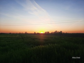Napnyugta & kalászmező