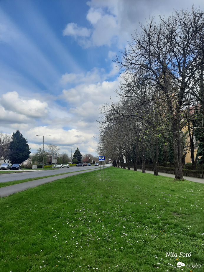 Százszorszép mező Gyomaendrődön 1