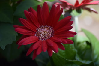 Gerbera