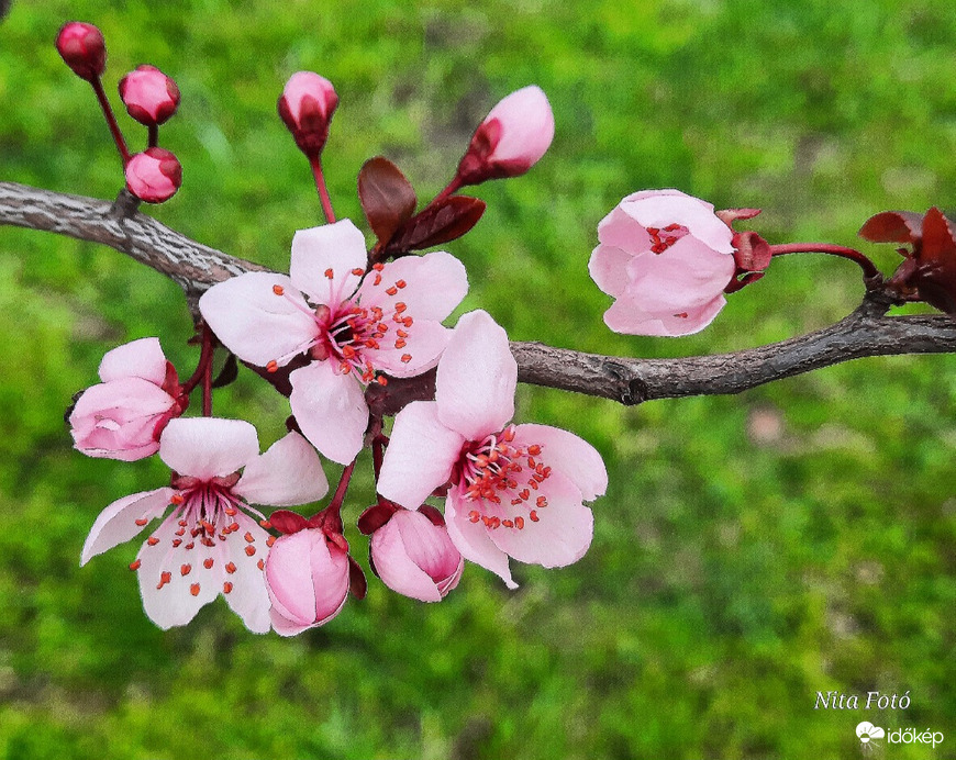 Vérszilvafa virágja (Dévaványai park) 1