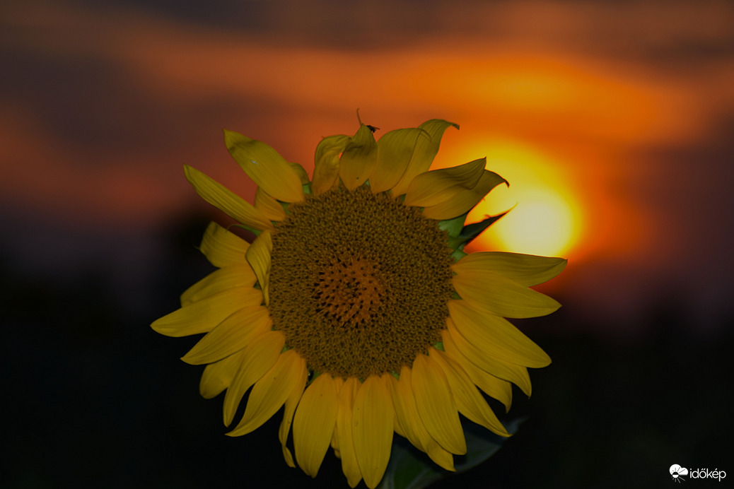 Napraforgó & lemenő