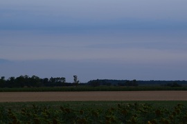 Panoráma