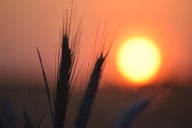 Lemenő nap a kalászok között