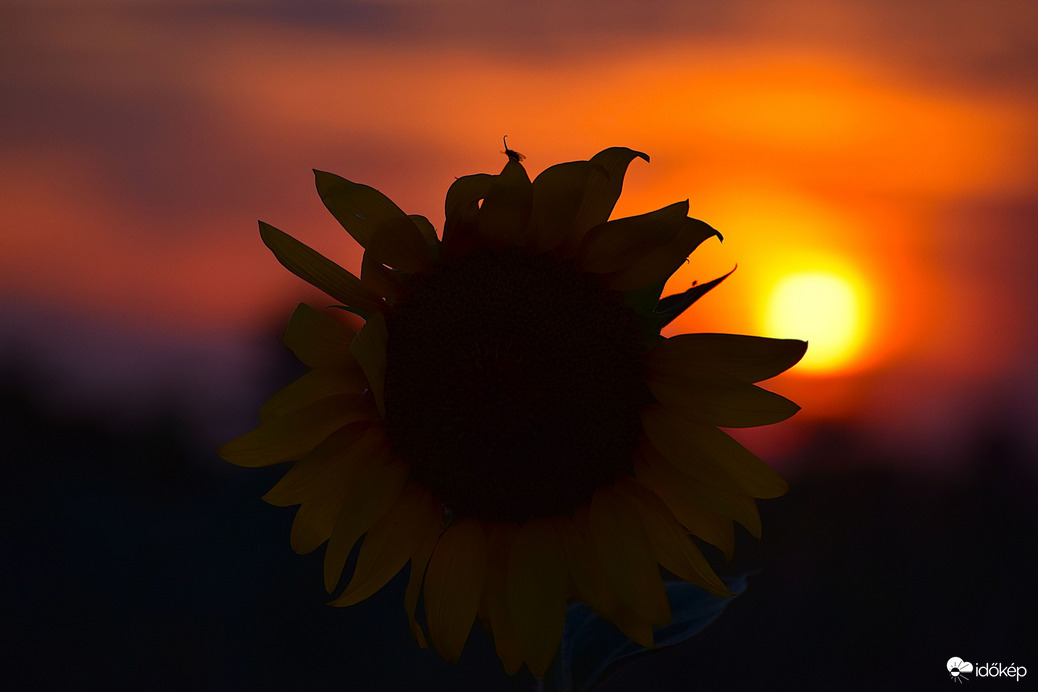 Napraforgó & lemenő
