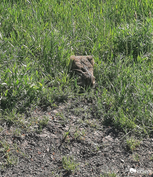 Pici nyuszi lapul a fűben, Dévaványa határában, a Nemzeti Park közelében 2