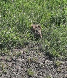 Pici nyuszi lapul a fűben, Dévaványa határában, a Nemzeti Park közelében 2