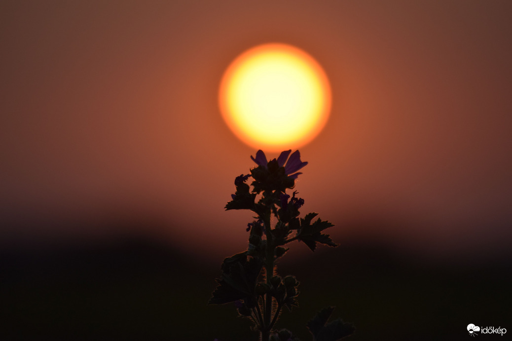 Lemenő nap & virágok 2