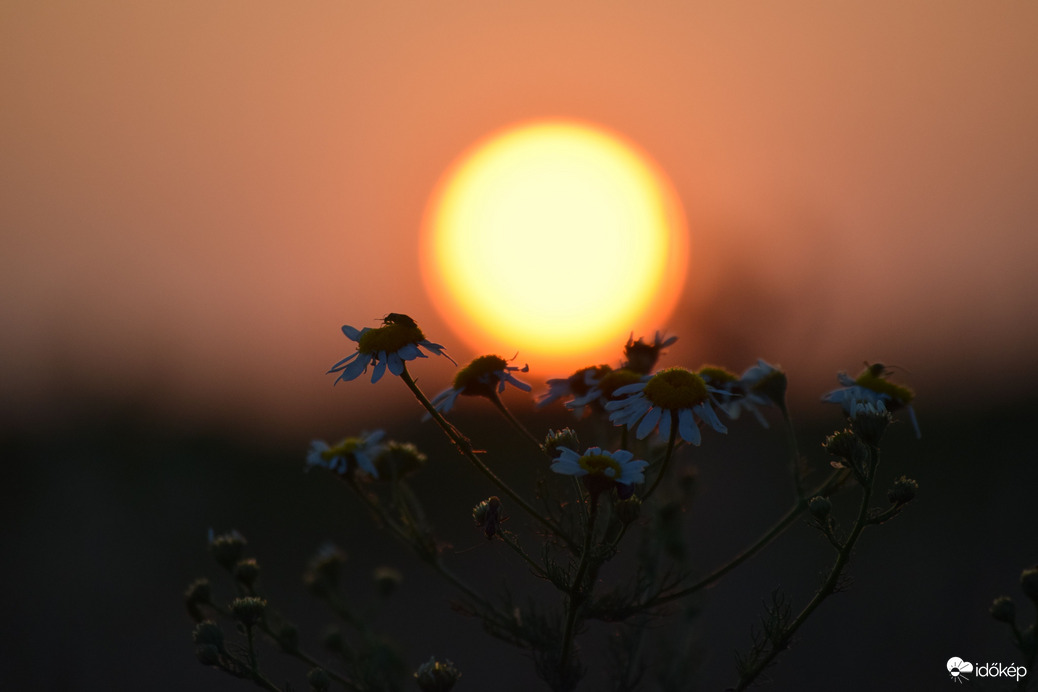 Lemenő nap & virágok 8