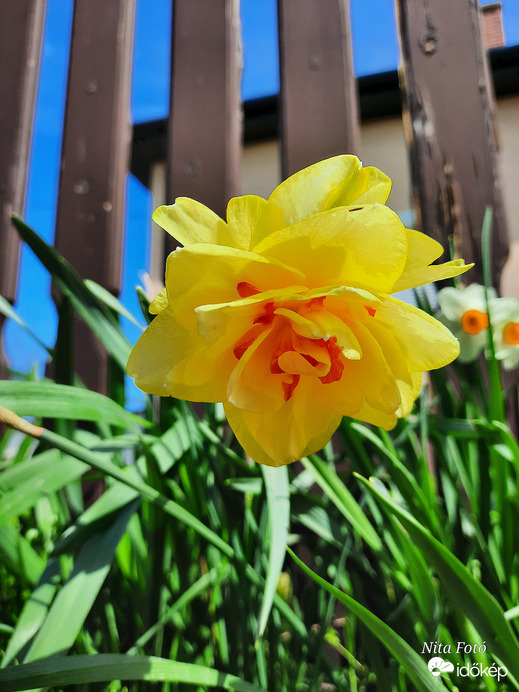 Nárcisz (kedvenc...)