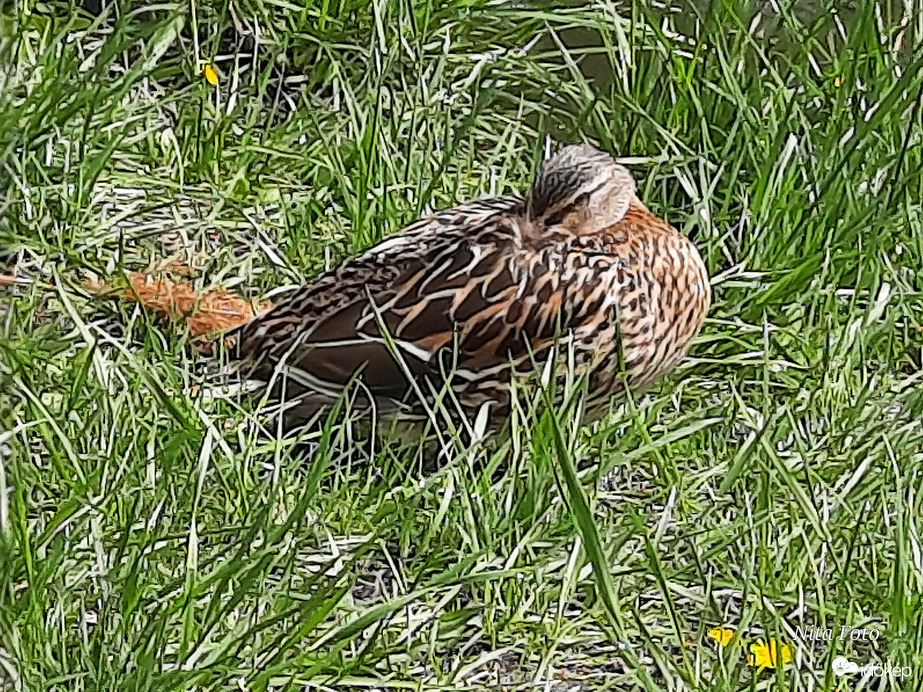 Tőkés réce, tojó 