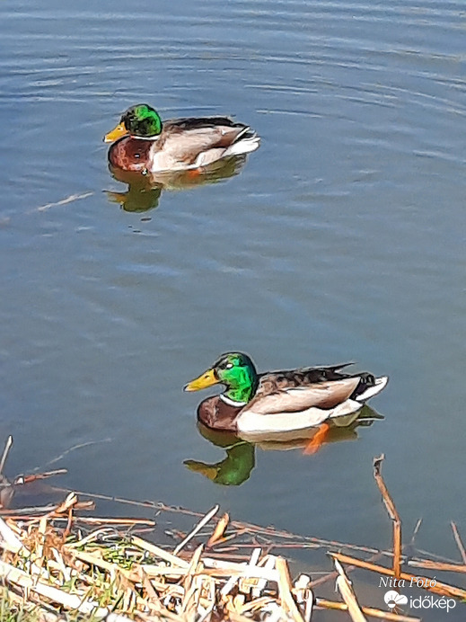 Vadkacsák a holtágon 2