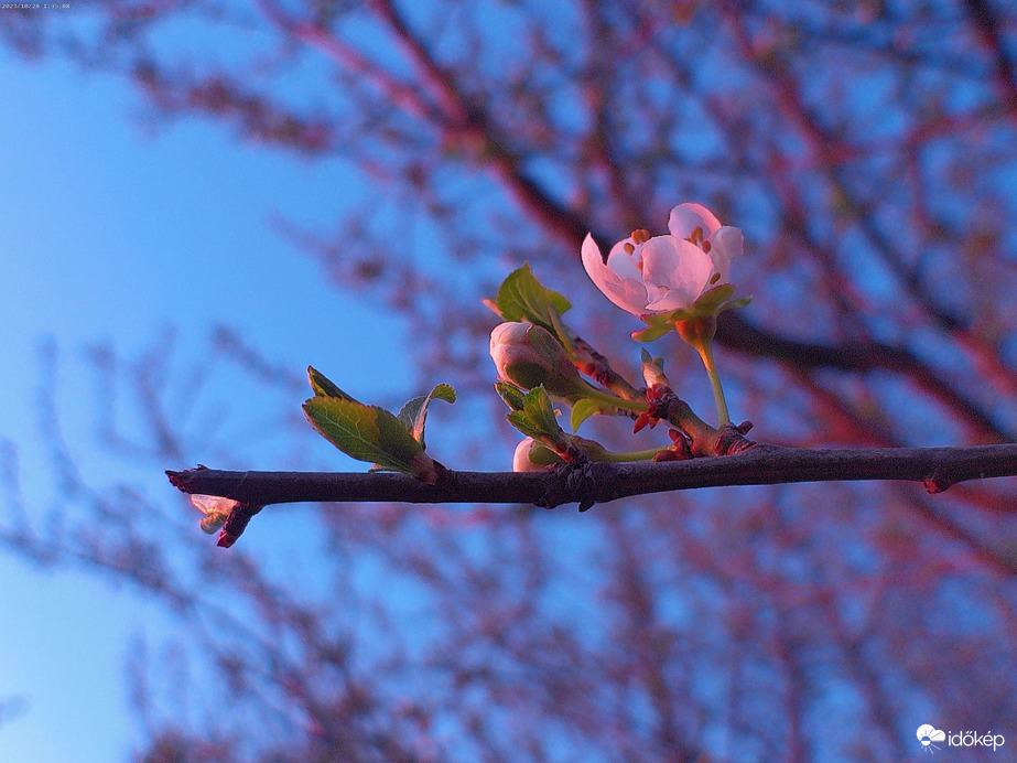 Barackfa virága a naplementében 2