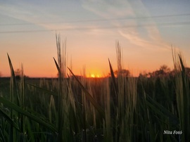 Lemenő nap a kalászok között 2