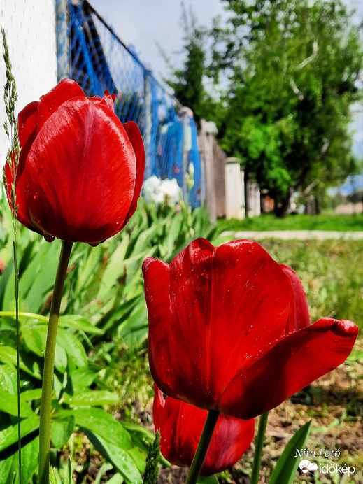 Eső utáni tulipánok