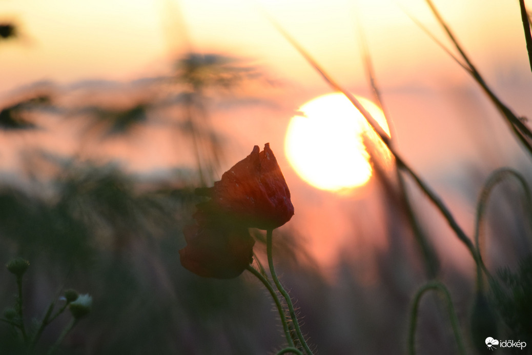 Lemenő nap & pipacs 1
